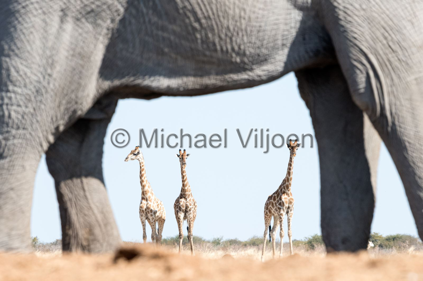 Mammals Photography